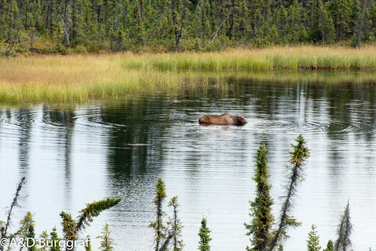 Whitehorse