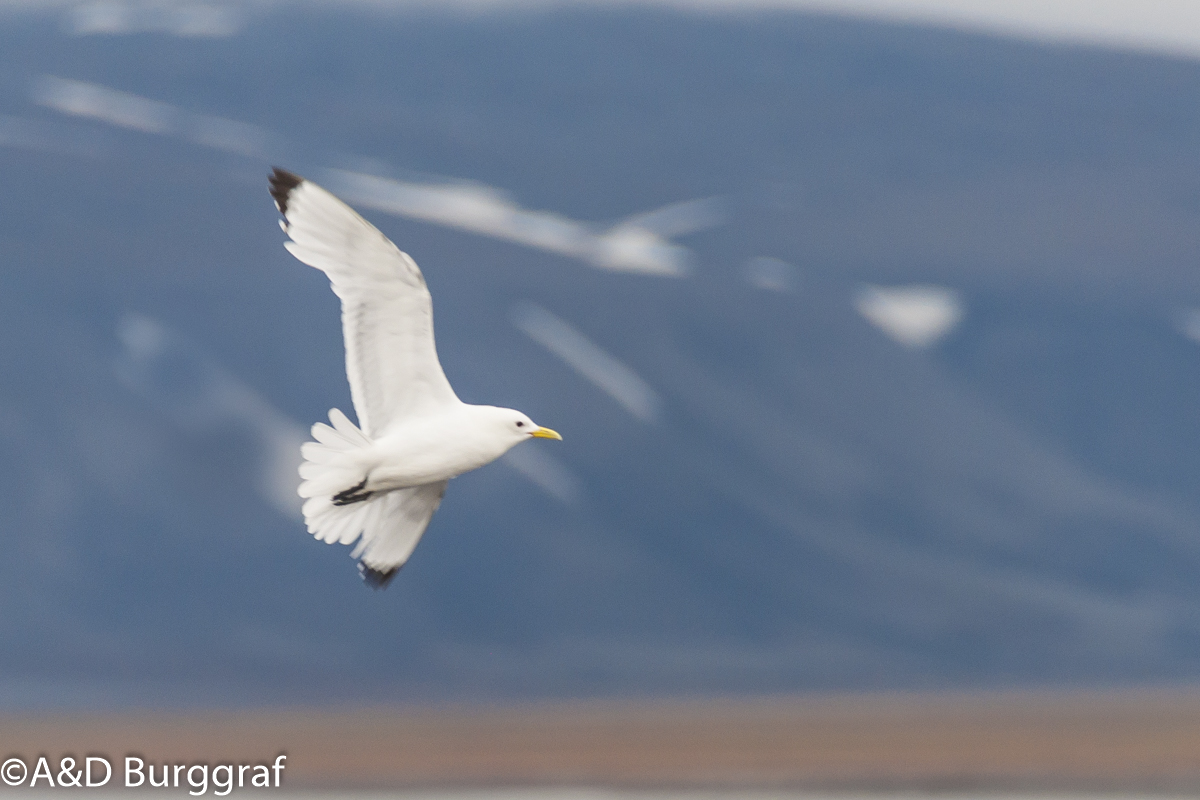 Spitzbergen