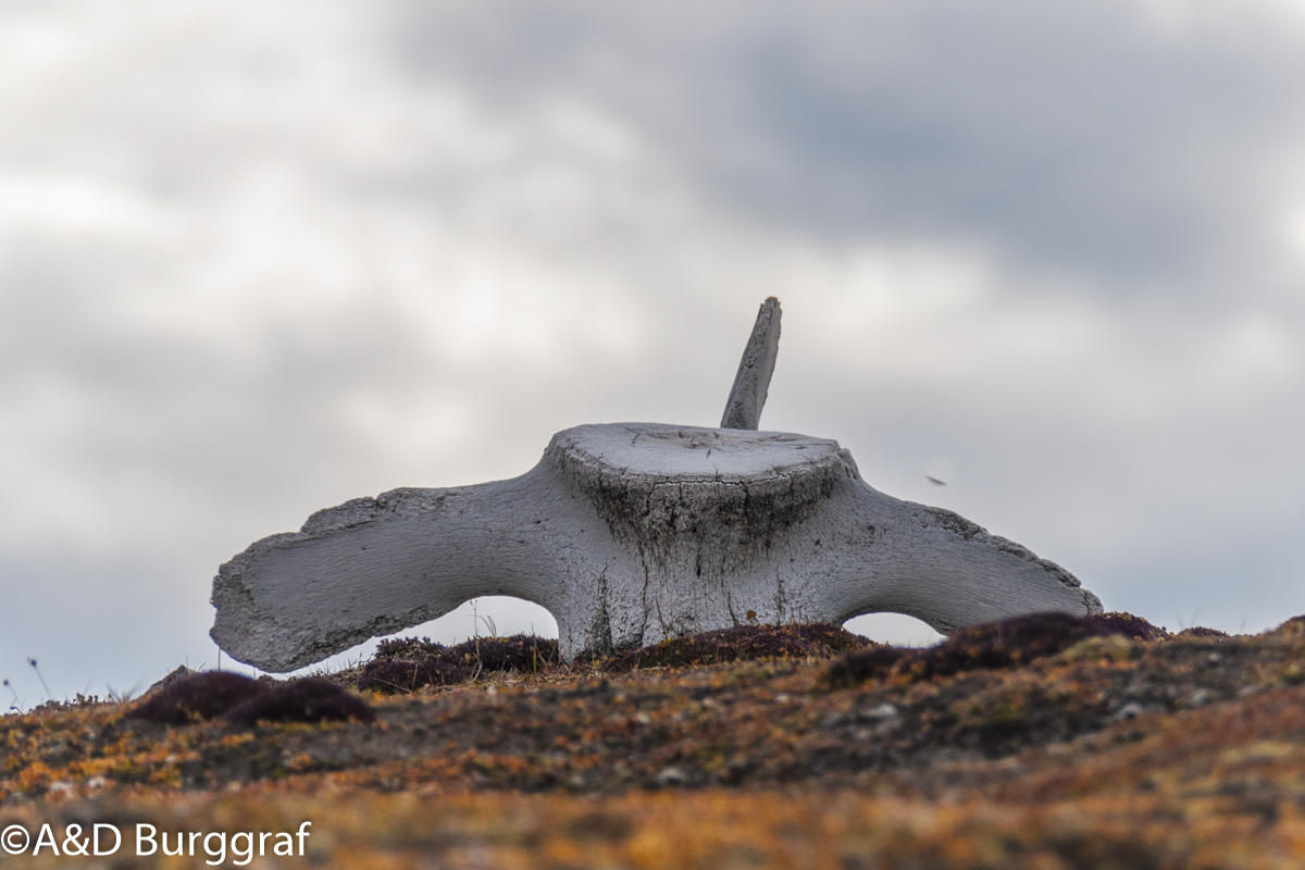 Spitzbergen