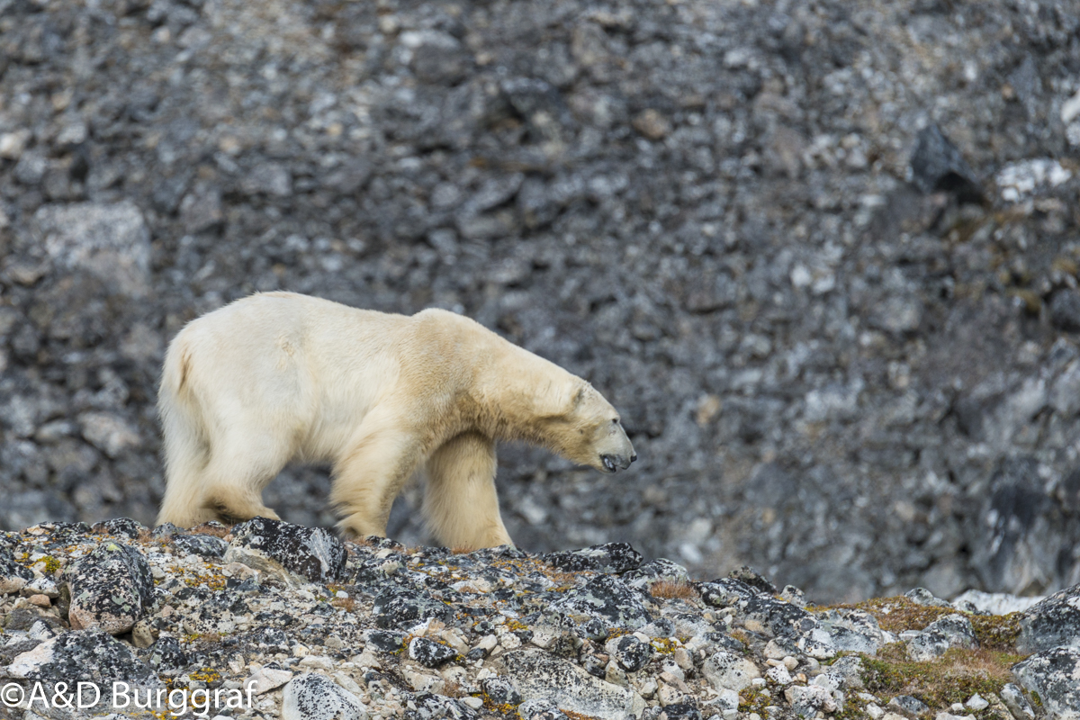 Spitzbergen