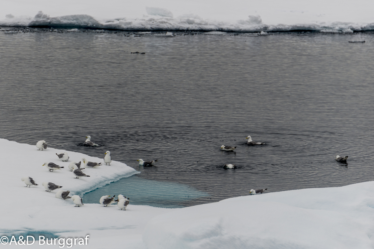 Spitzbergen