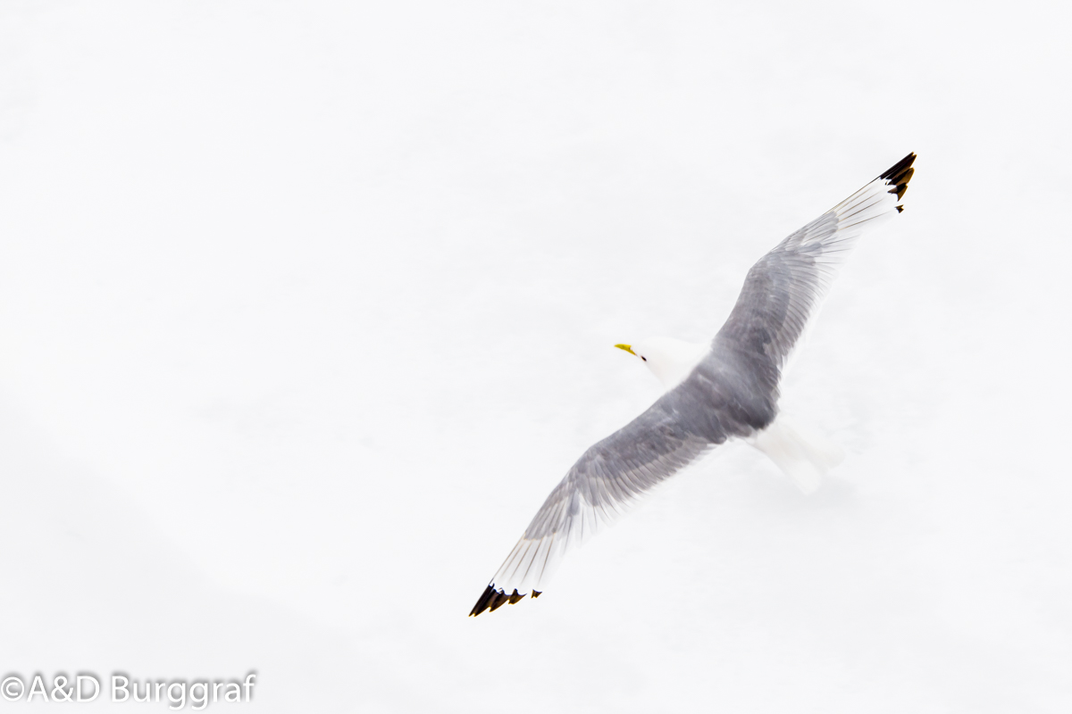 Spitzbergen