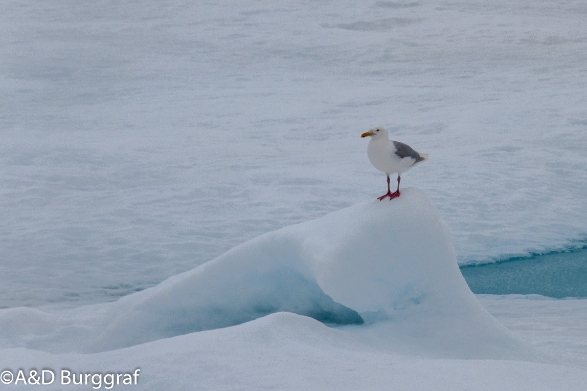 Spitzbergen