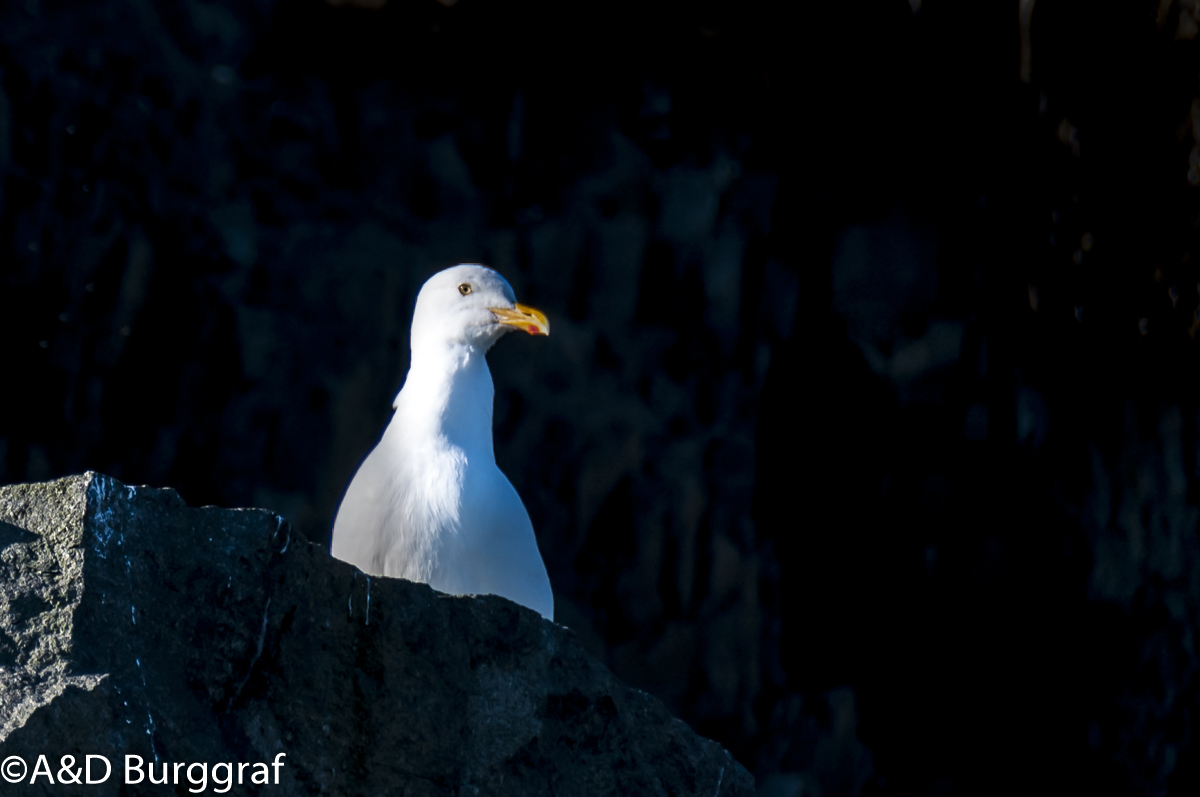 Spitzbergen